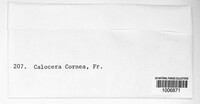 Calocera cornea image